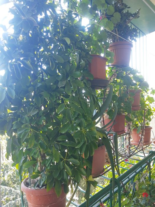 Мебел,Цветарник за дома.НАМАЛЕНИЕ 199лв