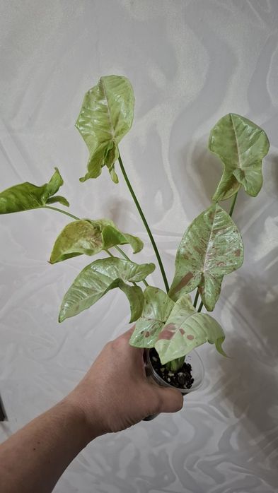 Продам комнатные цветы