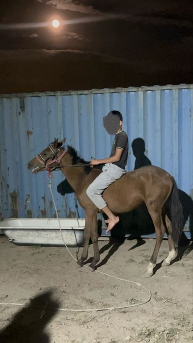Тай сатамын срочно