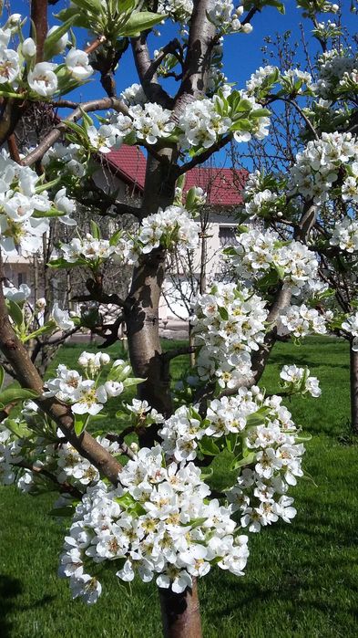 Dulceata ecologica de prune, FARA ZAHAR, livada proprie, 720 ml/borcan