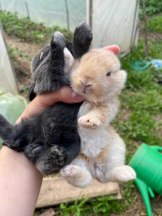 Iepurași de companie Berbec German Pitic