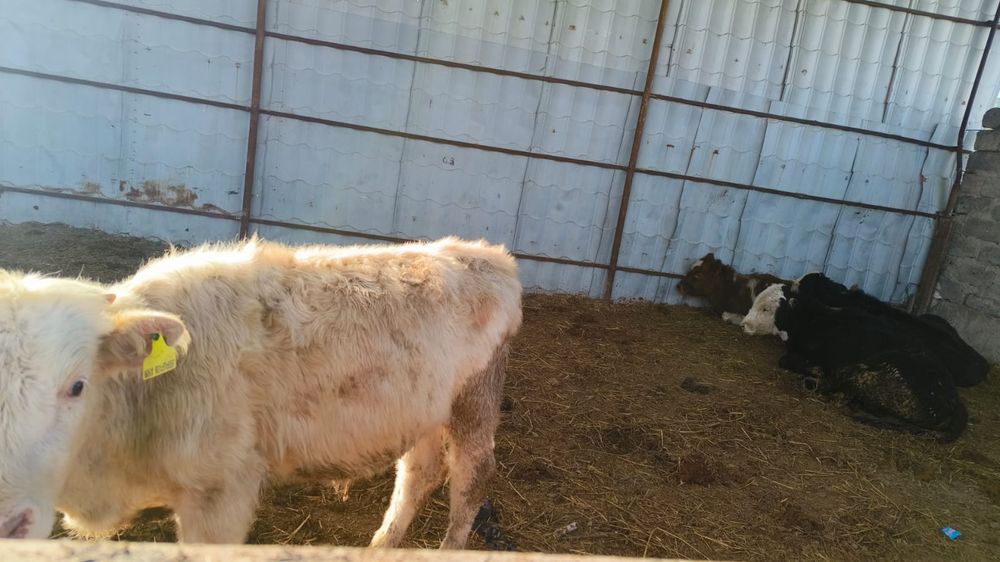 Букалар сотилади парода (сментал, гренфорд, микимаус, шарален, Ангус]