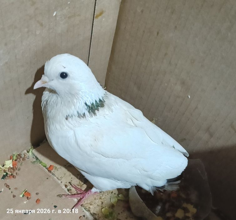 Продам голубя домашний почтовый
