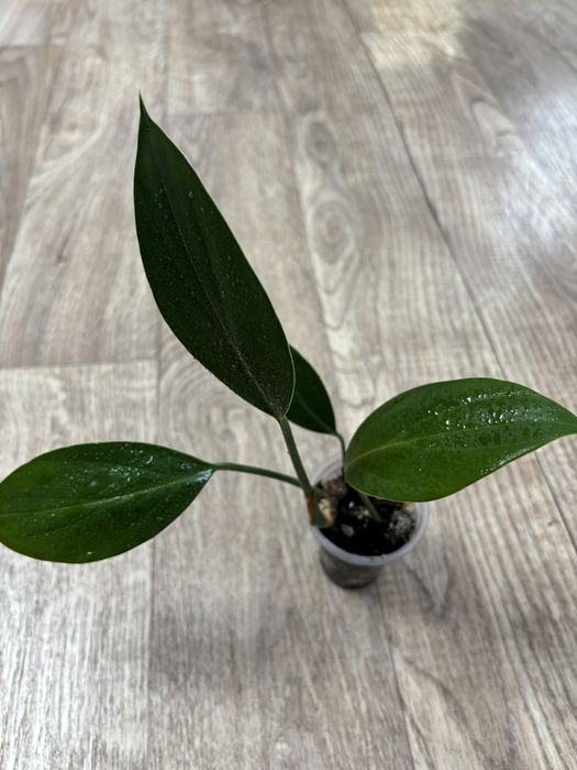 Продам комнатные цветы