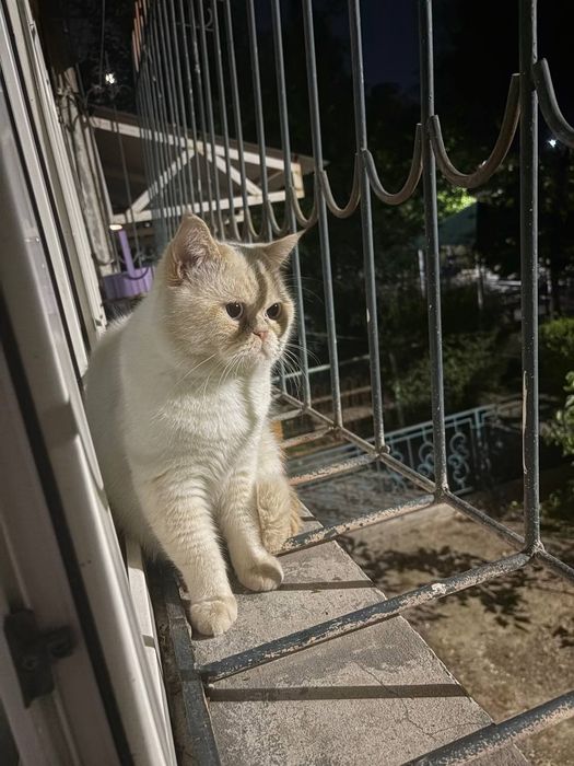 Экзотический кот отдам даром