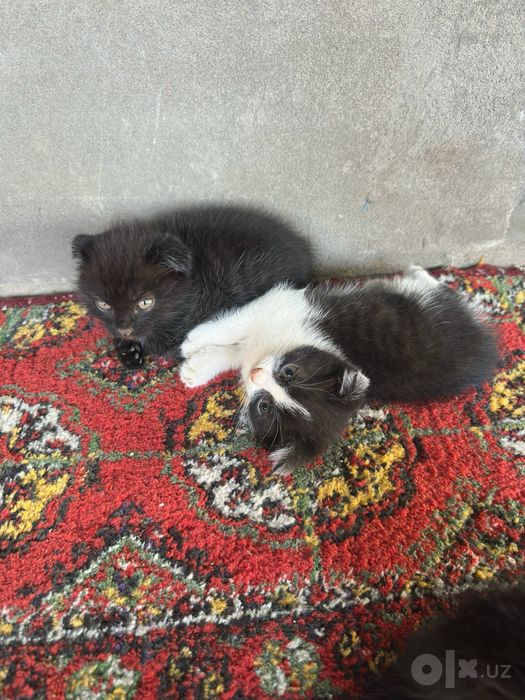 бесплатные котята 2шт