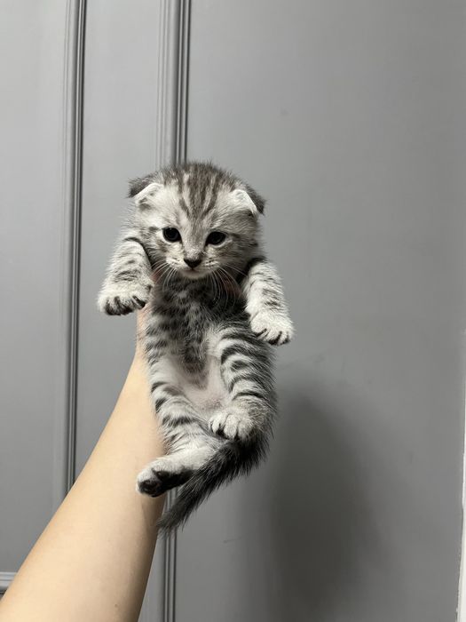 Шотландский вислоухий котенок!