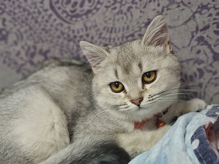 Mushuk serbrstki shinshilla qiz