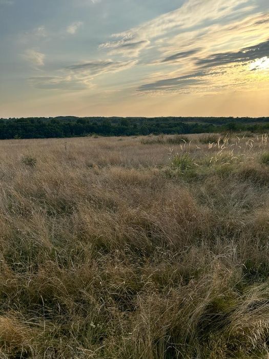 Vand 8 ha teren agricol la asfalt Stiuca (18km de Lugoj)