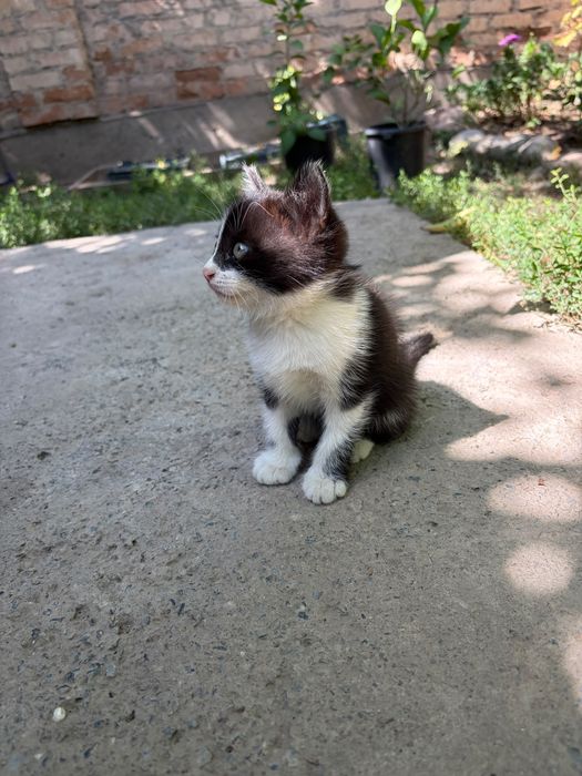 Котята домашние чистые