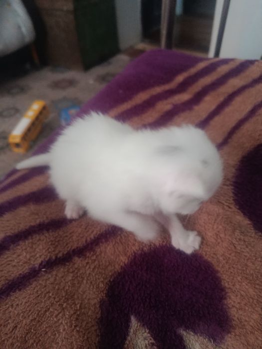 Котенок породистый