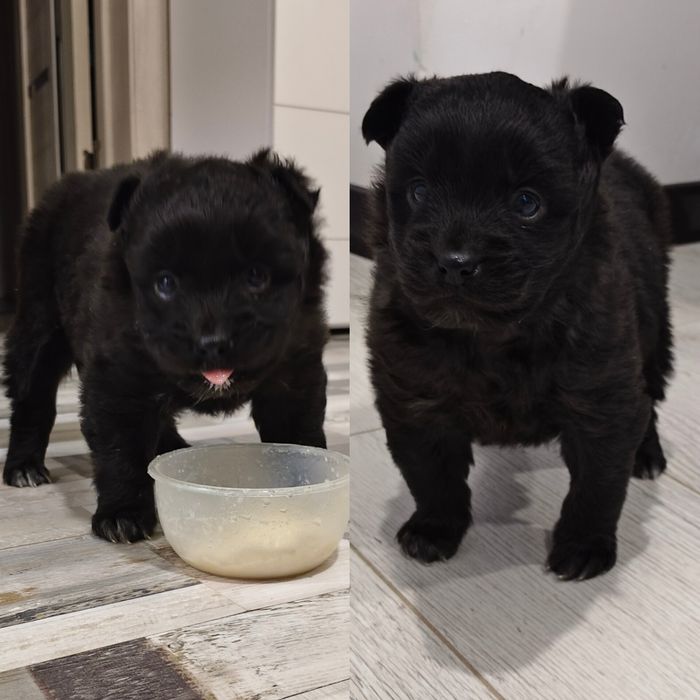 Отдам щенка в добрые руки,  2 месяца..