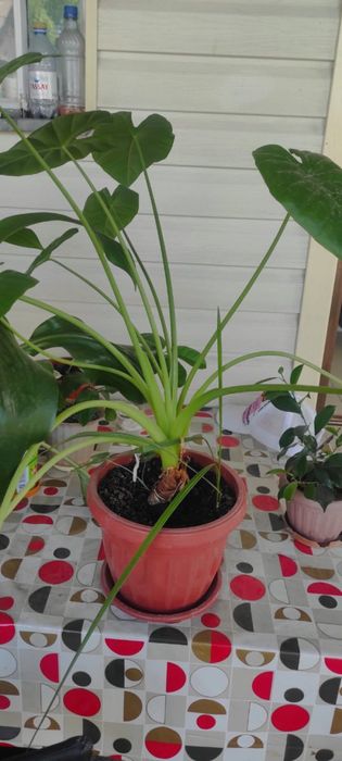 цветы, цена договорная