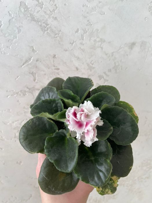 Фиалки в трёх цветах