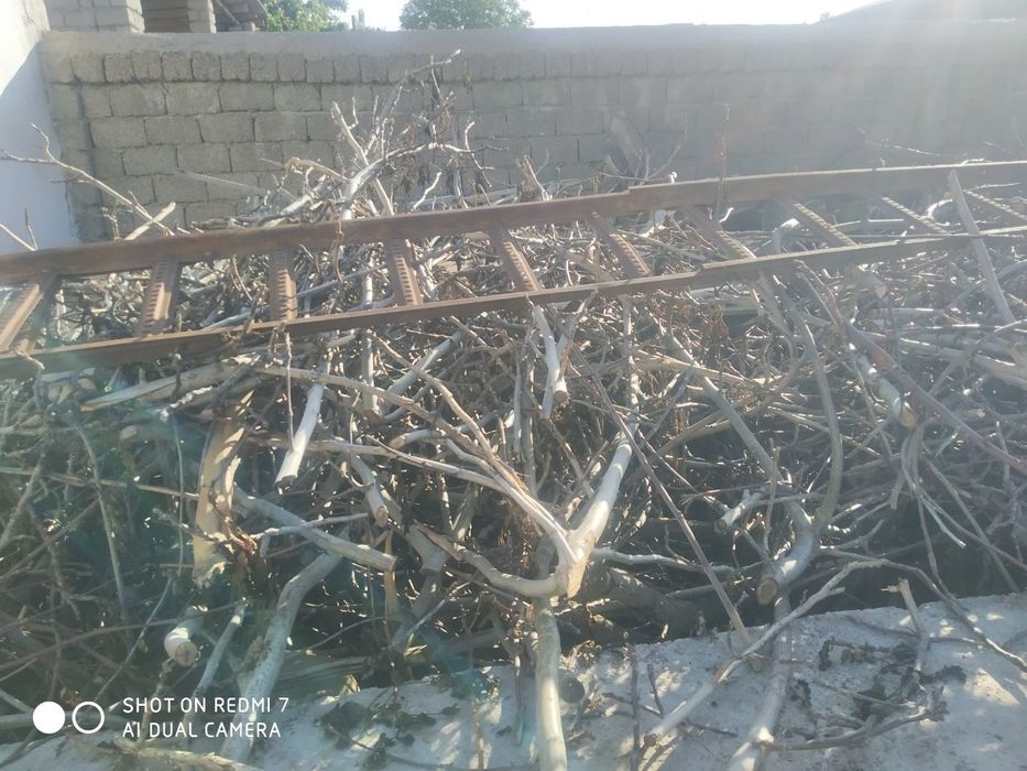 O'tinglar bor shox shabba  bor