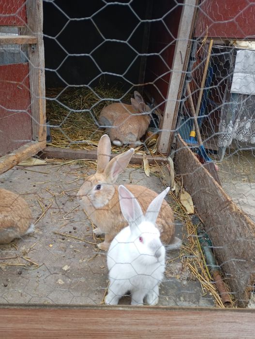 De vânzare iepuri de diferite vârste