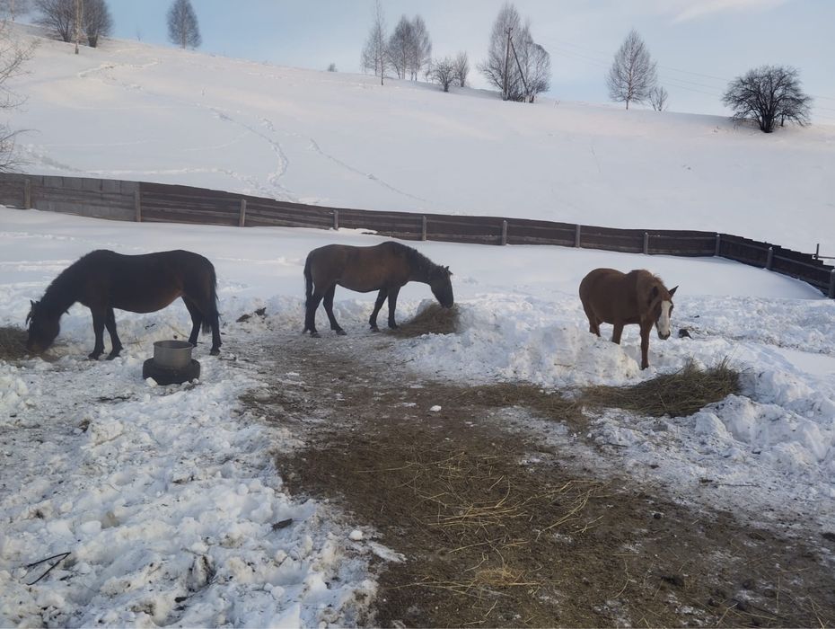 Продам     кобылы