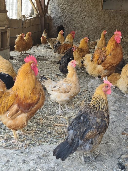 Продам домашние куры