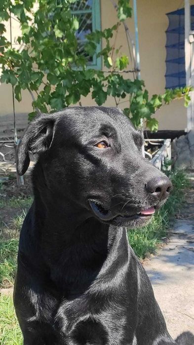 Лабрадор Ретривер  ищет подругу для вязки.