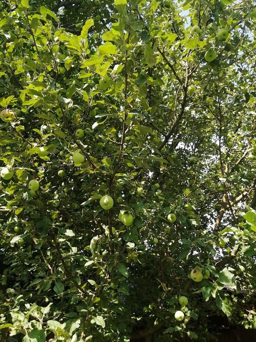 Участок дача звезда