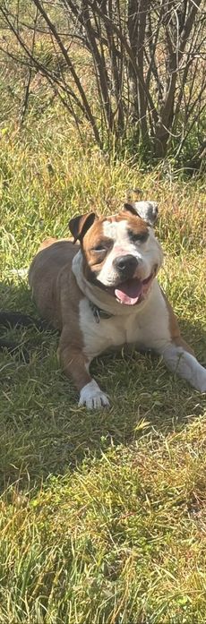 Продавам женски питбул на 2 години,много добра майка