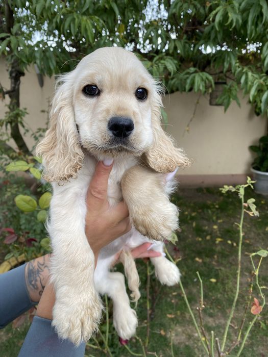 Cocker Spaniel fetita
