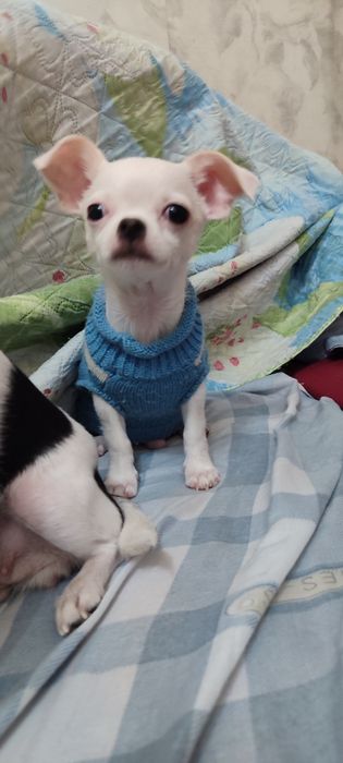 Продам щенка чихуахуа