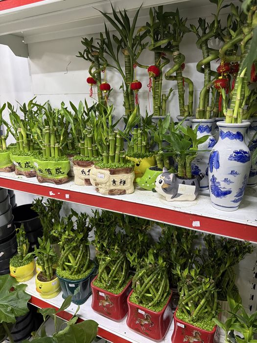 Бамбук в керамике