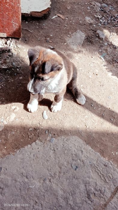 Собачки, девочки