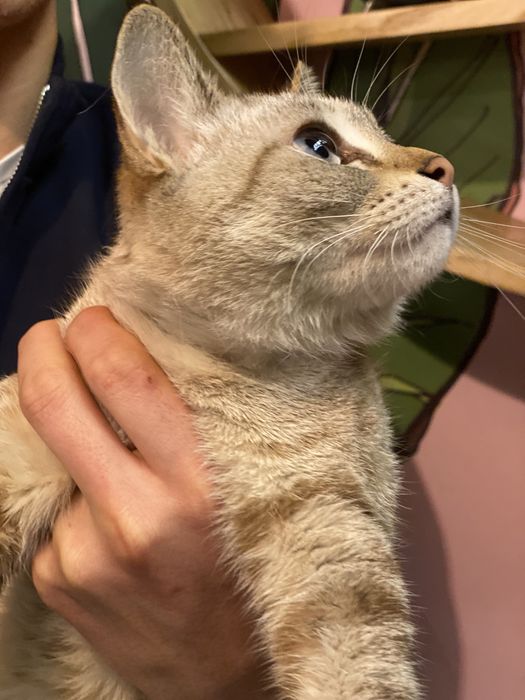 Thai va siam zoti aralash mushuk 7oyli qz bola tugmagan