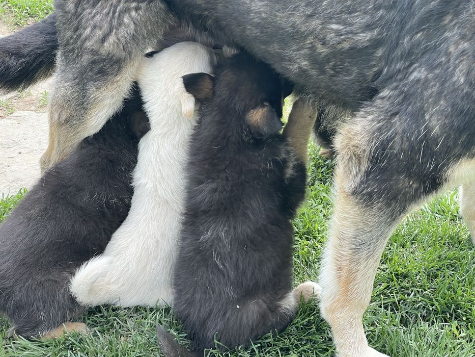 Щенки овчарки. Овчарка.