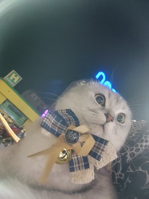 Vyazka uchun telefon qilila