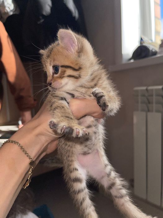 Продам котят , все мальчики