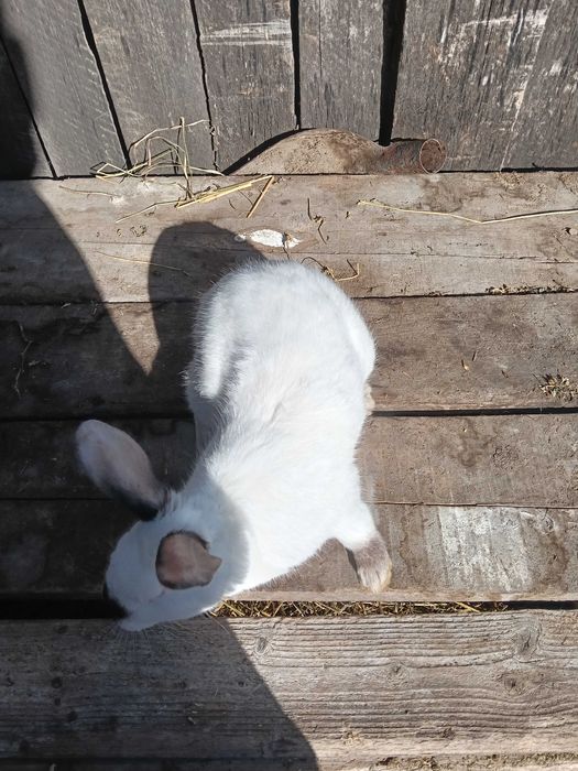 Iepuri de vânzare 80-180lei bucată negociabil puii și adulti