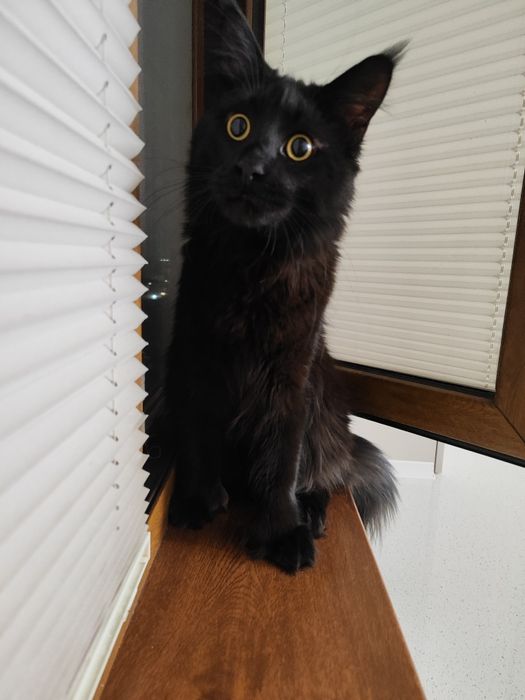 Кот Мейн-кун для вязки (полидакт)