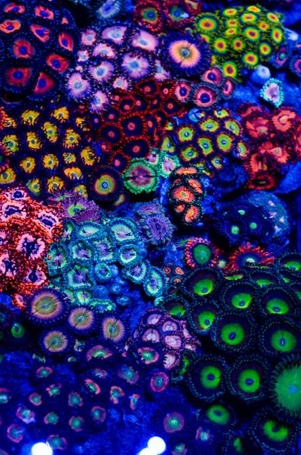 Кораллы. Море. Эуфилии. Монтипоры.