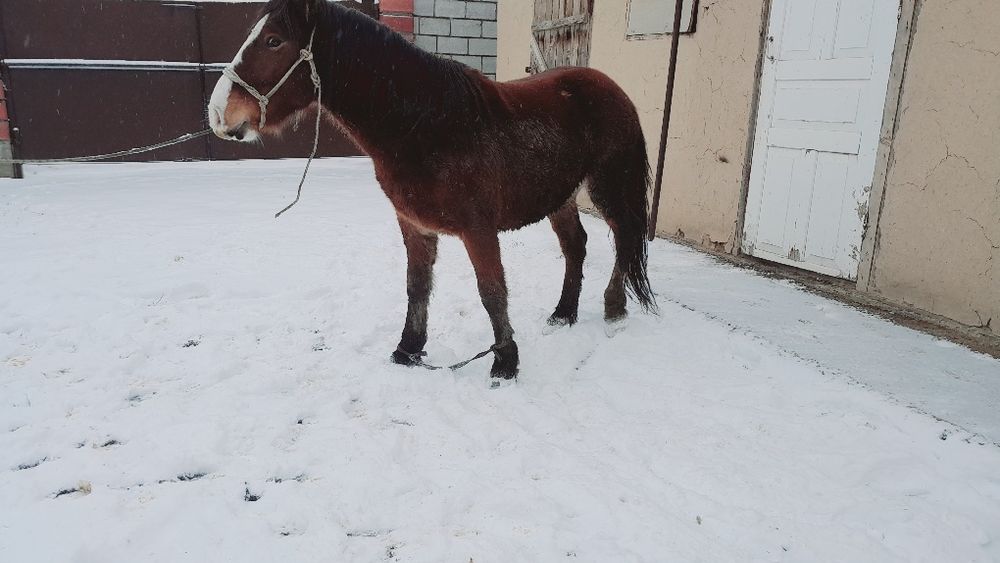 3 жаска шығар семіз сатылады