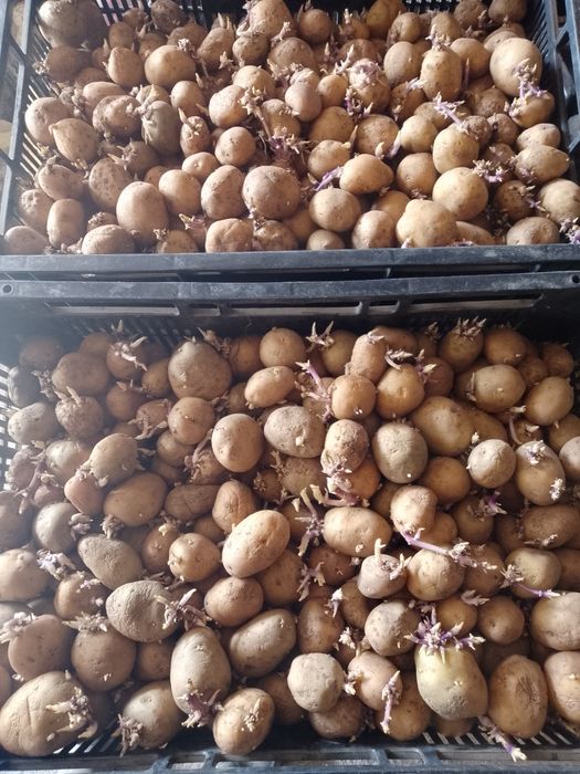 Cartofi de sămânța , soiul Riviera. Elită.