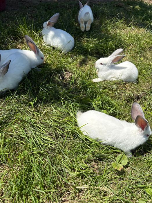 Pui de iepurași Californieni