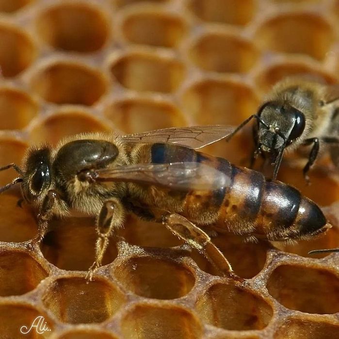 Roi de albine buckfast sau carpatina
