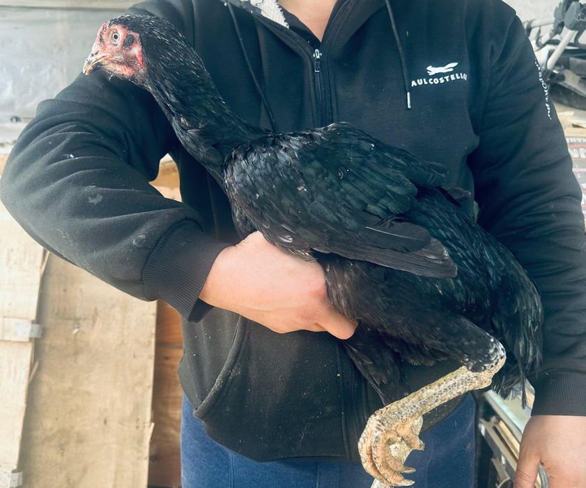 Продам даканов Вьетнам. Ганной