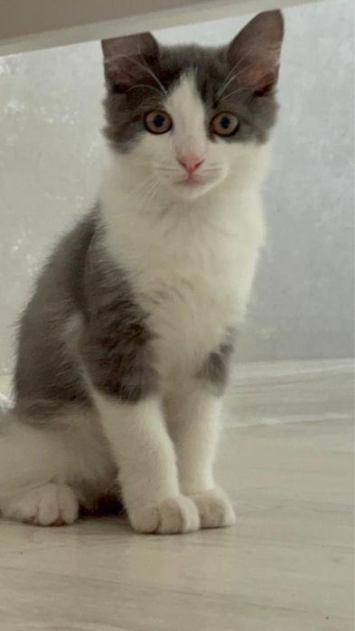 Котенок, 3 месяца