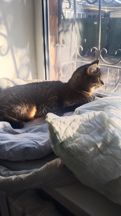 Передержка кошек