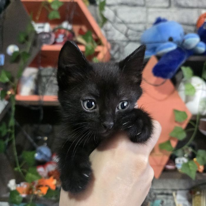Отдаём котенка в добрые руки