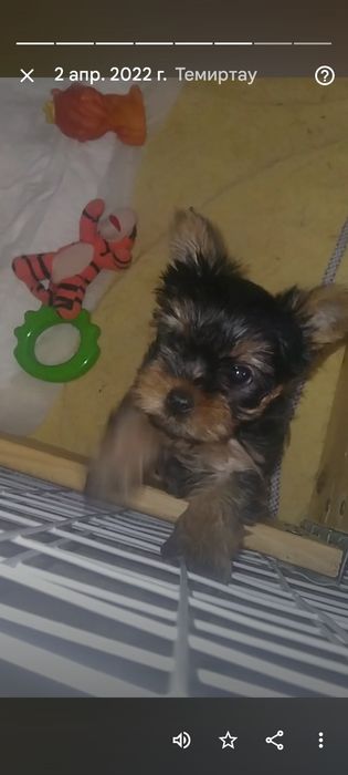 Йоркширский терьер