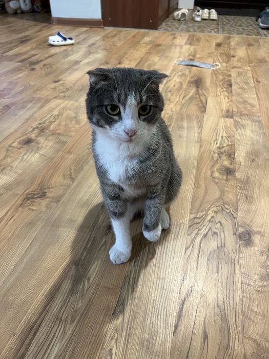 Отдам кота кошку котёнка