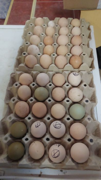 Ouă de incubat, pui de o zi,  păsări de rasă