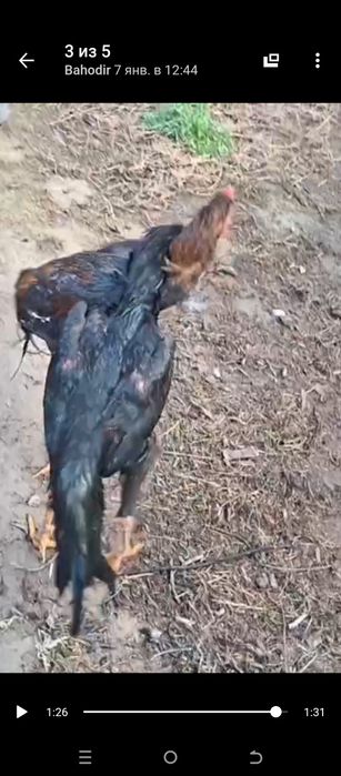 Salomaleykum  shular sotiladi