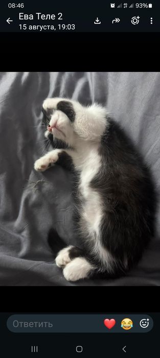 Отдам котят в хорошие руки, милые,игривые,к лотку приучены