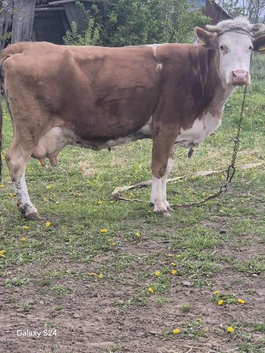 De vanzare vaca gestanta